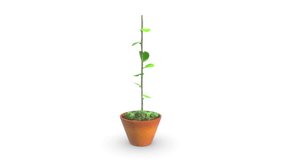 Dioscorea Plant isolated on white background 3d rendered video clip