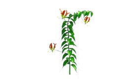 Gloriosa Plant isolated in white background 3d rendered video clip