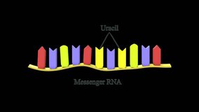 Messenger RNA structure 3d rendered video clip