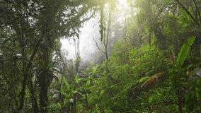 Foggy jungle rain forest early in the morning. Camera moves through moss-covered trees, bushes and vines in jungle mossy forest, Cameron Highlands, Malaysia - Powered by Shutterstock - Get 15% off with code: PIKWIZARD15