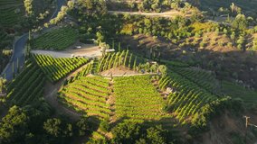 Drone shot of countryside landscape with private vineyards in Santa Monica mountains, Los Angeles suburban, California, USA. Green plantations in summer before harvesting. Winery production in region