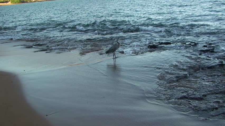Grey heron on ocean shore of Galapagos Islands. They have characteristic gray plumage and long, beak. Herons are solitary birds but can often be seen near water bodies where they hunt and nest. Royalty-Free Stock Footage #3428429525