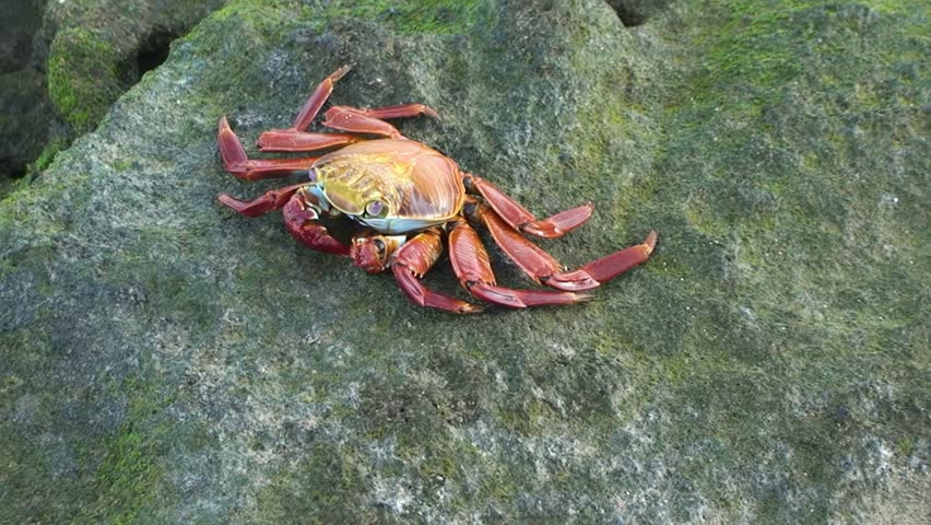 Close-up red rock crab sits on rock. It has unique appearance, with wide and rounded carapace teeth, similarly shaped teeth between eyes, and carapace that widens at rear.
