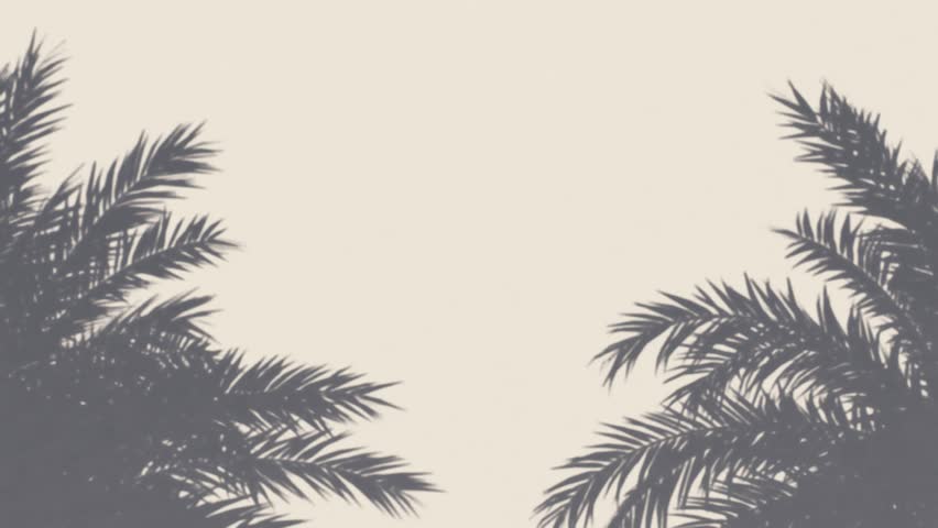Shadow effects with tropical palm leaves on the color wall Royalty-Free Stock Footage #3428446611