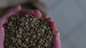Vertical video of hands holding coffee beans. Raw coffee beans dropping into a bag.