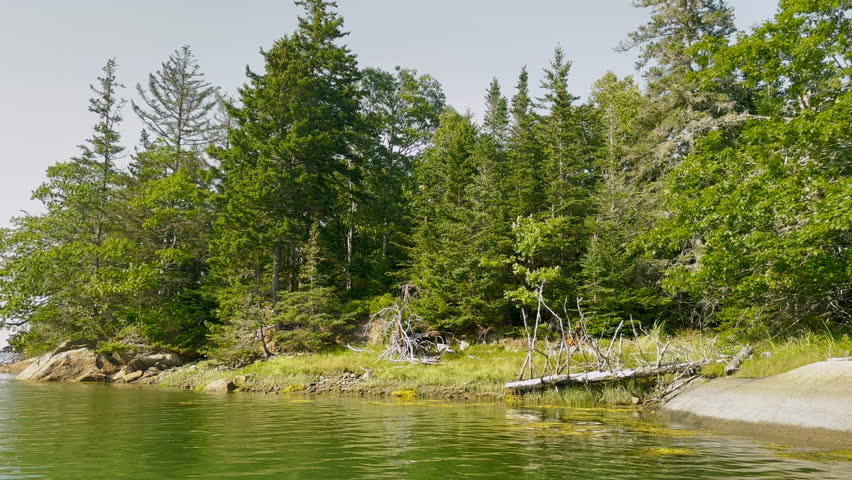 Trees along a coast, Maine, New England, US.