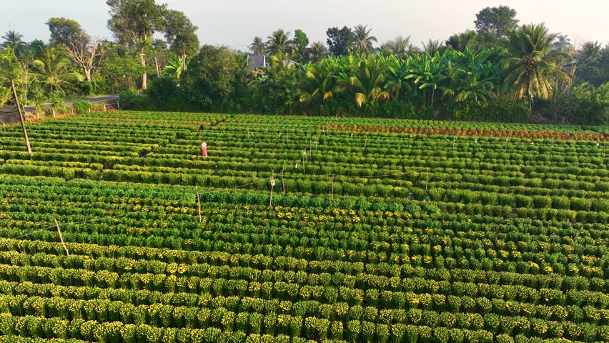 Top view My Phong Flower Village in My Tho City, people are taking care of flowers for Tet . This is the oldest village specializing in growing flowers in Vietnam.