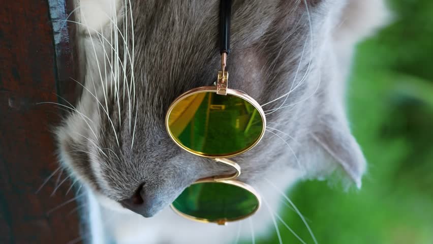 Stylish cat with glasses lounges gracefully vertical video close-up elegance. Stylish cat symbol of beauty style chic in nature fashion icon Stylish cat blending with nature epitome of feline fashion.