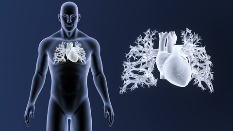 Human Heart with anatomy