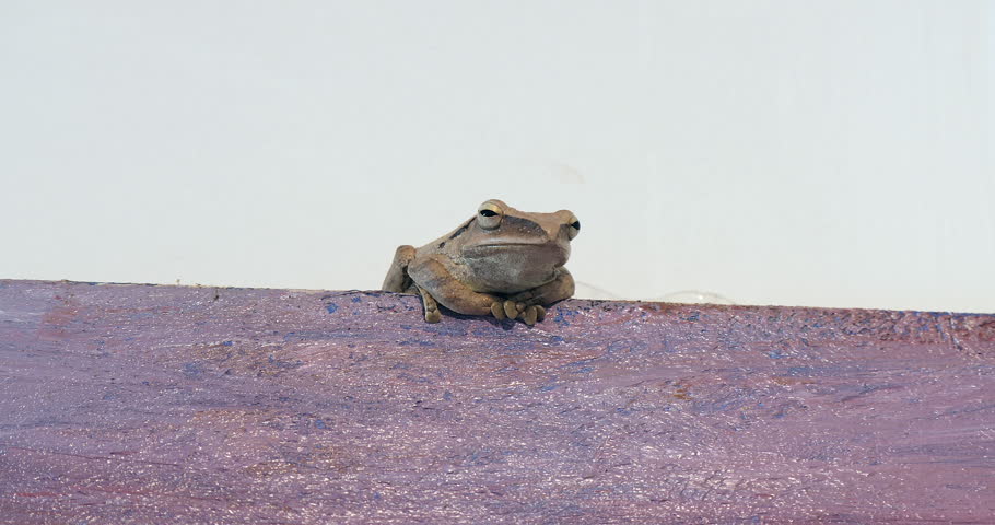 close up of a frog sitting at the top of the painting hanging on the wall.