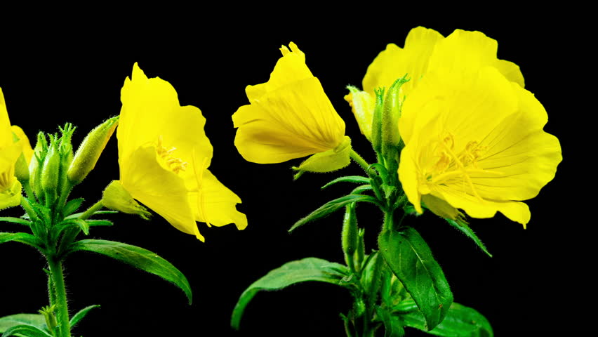 Yellow Flower Evening Primrose Oenothera Plant Blooming on Black Background. Enotera Blooming. Also Names are Night Beauty, Donkey, Night Candle