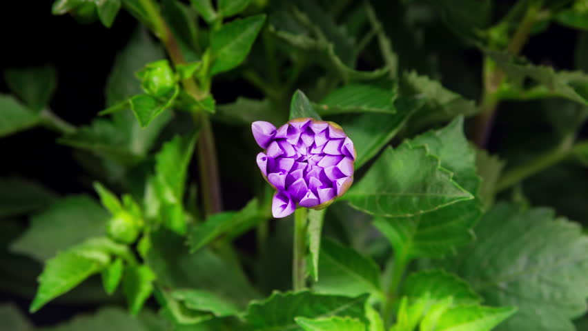 Violet Dahlia Flower with Yellow Insert Opens in Time Lapse on a Green Leaves Background. The Pink Plant Blooming and Wilting Fast