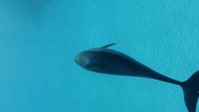 Vertical video, Close up of young dolphin swims in the turquoise sea under surface in sunrays. Juvenile Spinner dolphin floating in blue Ocean under water surface