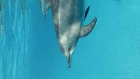 Vertical video, Close up of dolphin swim under surface of turquoise water, Slow motion. Spinner dolphin floating in the blue ocean