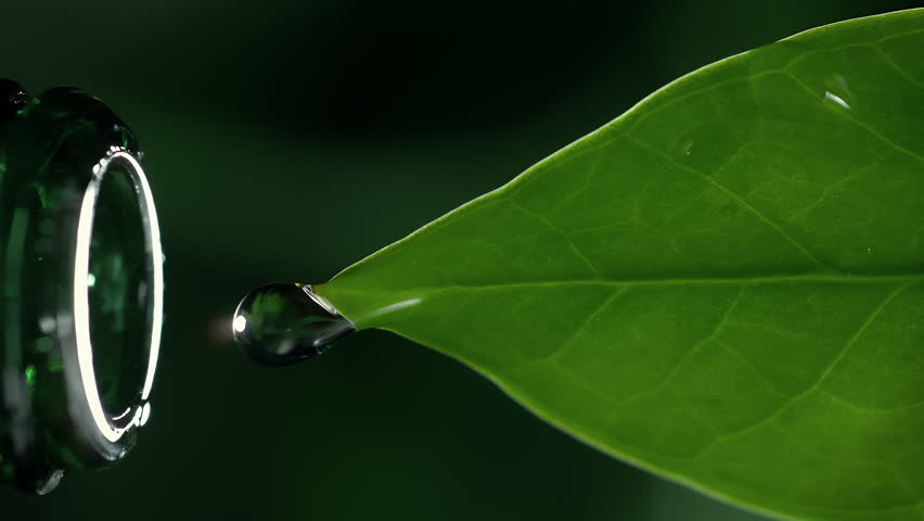 Herbal essence extract in macro. Organic serum drop falling down from a fresh leaf to a bottle. Essential oil or water dropping in slow motion. Alternative healthy medicine. Vertical video