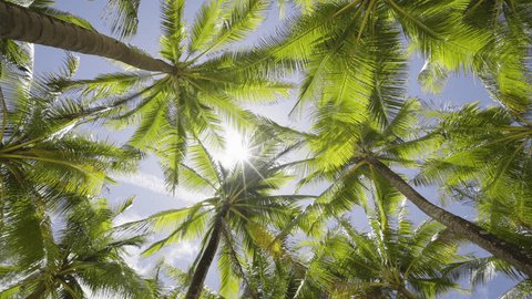 Coconut trees bottom top view sun shining through branches blue sky Miami Florida. Wide Camera palm trees grove dolly shot POV Passing under sunny  – Stockvideo
