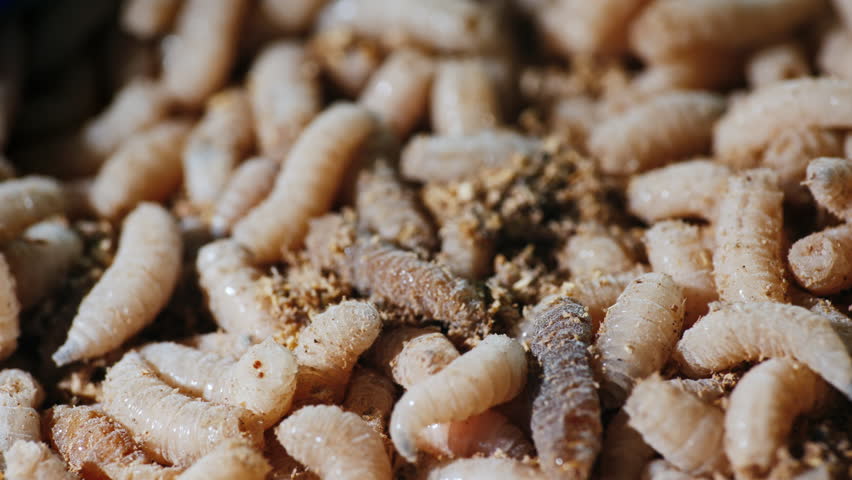 Live bait for fishing - live maggots