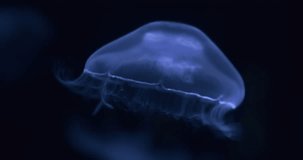 Jellyfish move slowly against backdrop of black ocean abyss. White glowing jellyfish hovers in dark water. Tentacles flutter in smoothly motion. Calm, soothing wallpaper. Marine abstraction video 