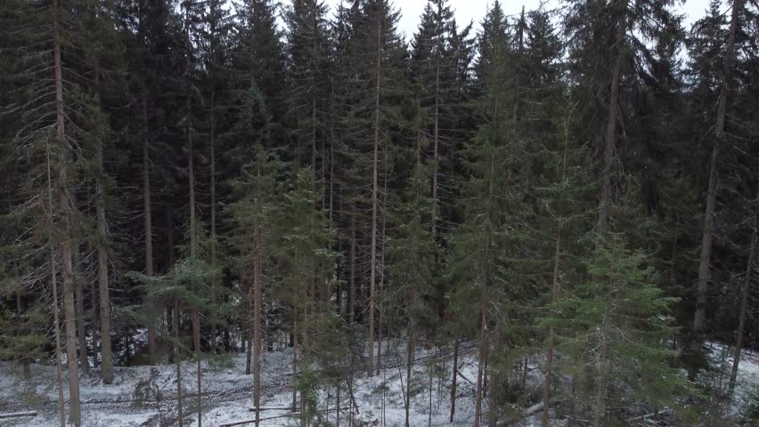 Breathtaking aerial views of a serene snowy forest, captured with a drone. Majestic trees, pristine landscapes, and winter wonder unfold. Royalty-Free Stock Footage #3428888209