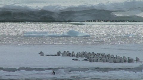 Emperor penguins on ice shelf Stock Video