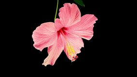 Pink Hibiscus Opens and Close Big Flower in Time Lapse on a Black Background. Blooming Red Plant and Wilting. Reverse Video