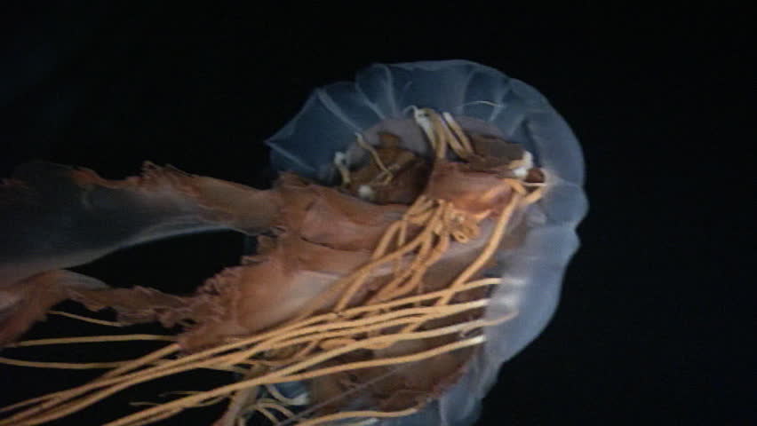 Deep sea jellyfish