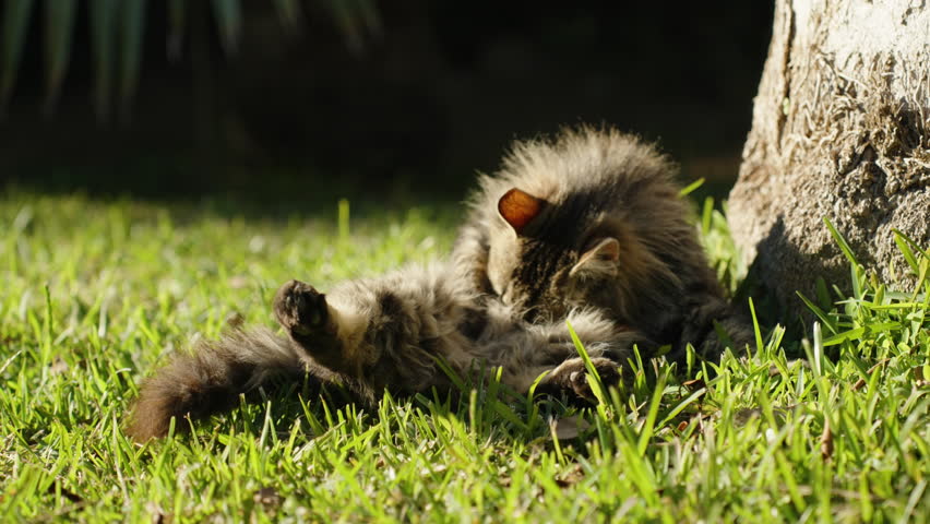 A striped and very fluffy street cat lies in the sun on the green grass near a palm tree, grooming its fur. It notices me.