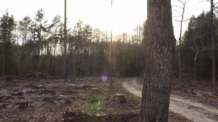 Deforestation. A lonely tree standing in the middle of a lifeless field with felled trees and protruding stumps. Deforestation for agriculture. The rays of the sun through the trunk of a tree.