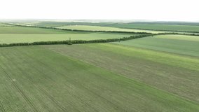 Beautiful green field plantation shot from a drone. Footage from a bird's eye view. Location place agrarian region Moldova, Europe. Cinematic shot. 4k video. Beauty of earth.