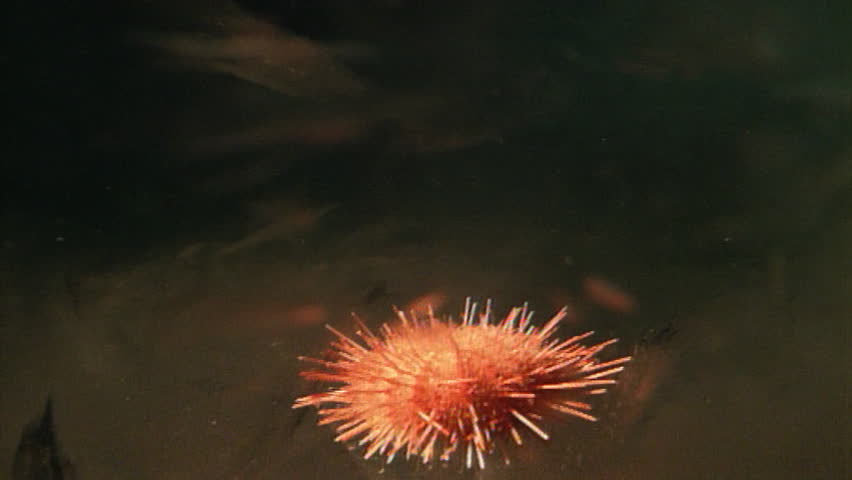 Sea Urchin