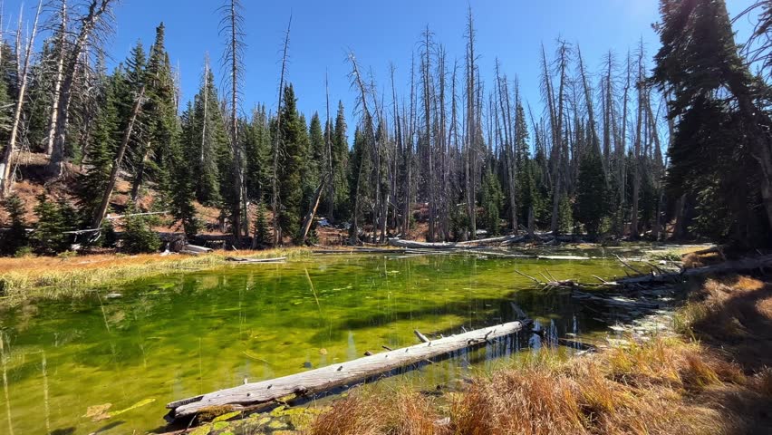 Alpine Pond Loop Trail Through The Forest In Cedar Breaks National Monument, Brian Head, Utah. wide shot