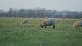 a black dolly sheep livestock animal grazing on a meadow field at the daytime eating grass with wide angle view. Wildlife nature footage video reel