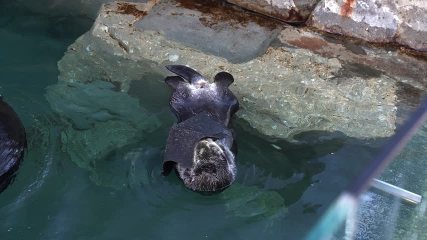 Sea Otter floats on it