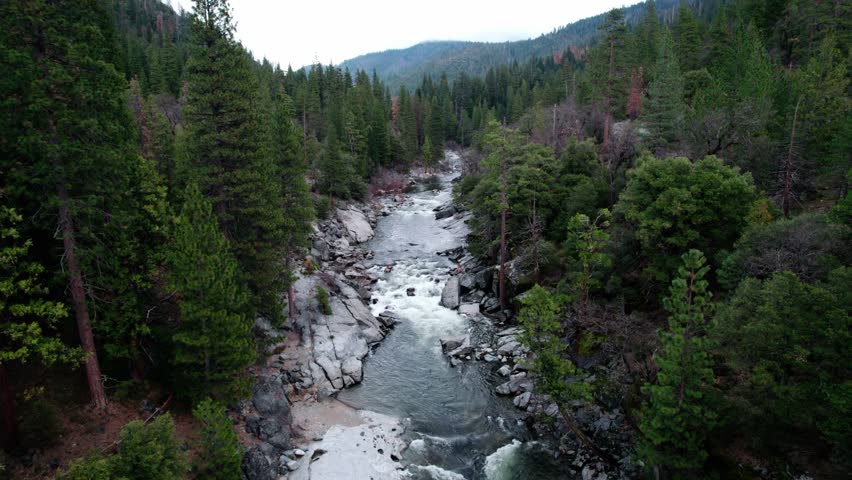 Forest With River Close Up