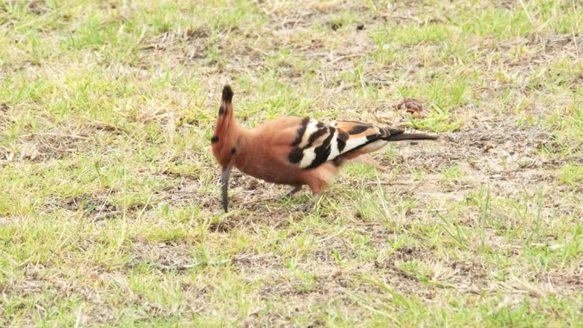 Beautiful African Hoopoe bird probing the ground with it's beak looking for food