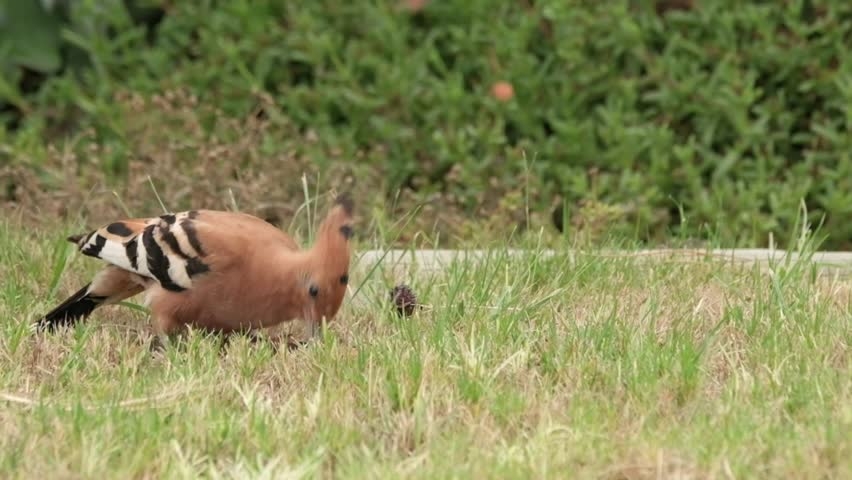 African Hoopoe bird on the ground searching for food by digging in the earth with it's beak