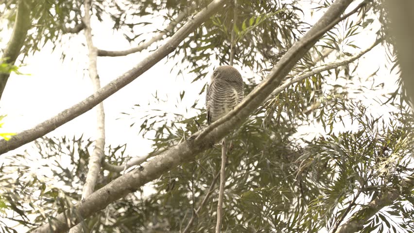 Jungle Owlet on a branch Royalty-Free Stock Footage #3429120255