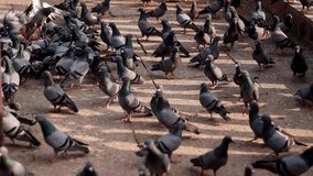 HD Video : Flock of birds in Amber Place, Jaipur, Rajasthan, India. 
