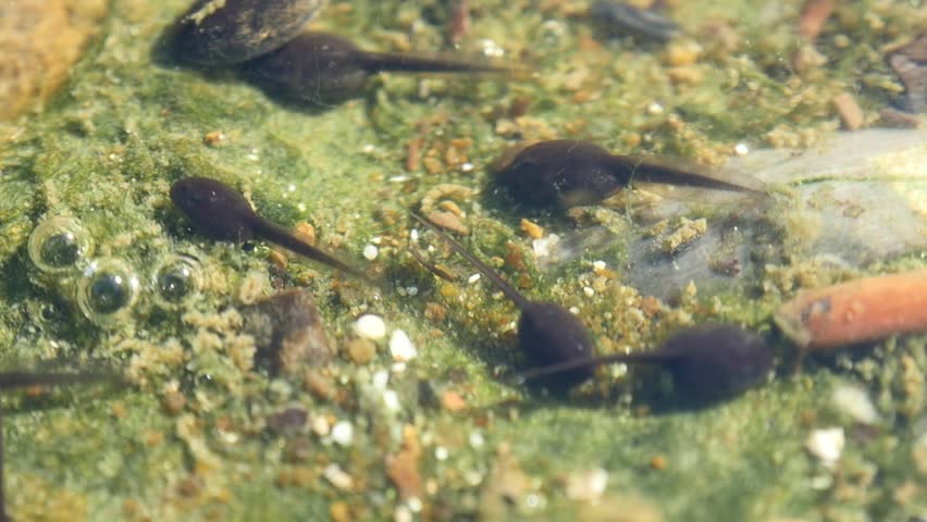 tadpole video