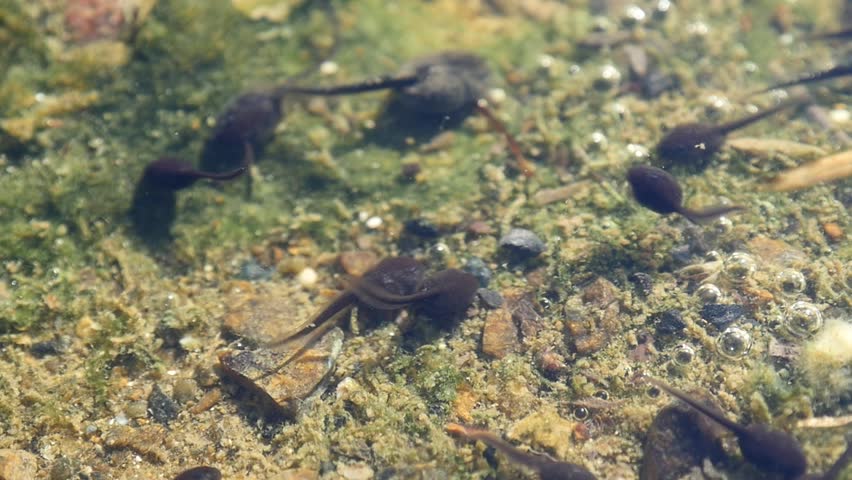 Tadpoles are swimming in shallow pond. Early stage frog tadpoles of ...