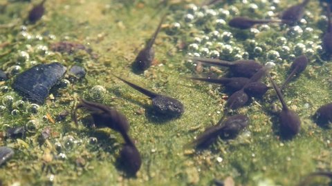 Tadpoles are swimming in shallow pond. Early stage frog tadpoles of development into amphibians are swim around a pond. Tadpoles in the pond moving in clear water. group tadpoles in river side 
