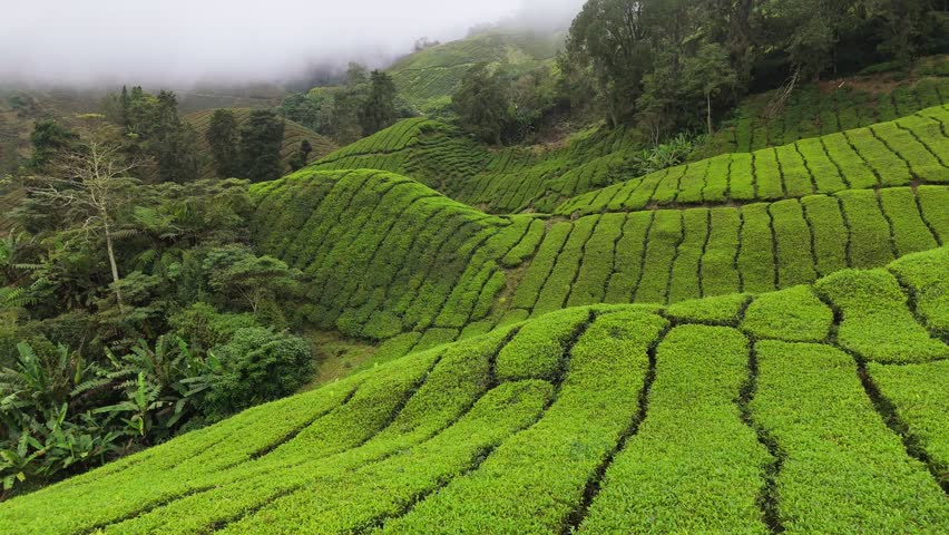 Aerial shot of tea plantations in Cameron Highlands, Malaysia. Flying over tea bushes on the hills on foggy morning