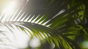 Sun breaking through palm leaves swaying on the wind. Shallow DOF shot with lens flare of green nature coconut palm tree - Powered by Shutterstock - Get 15% off with code: PIKWIZARD15