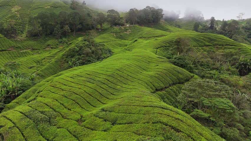 Fresh green tea plantations early in the morning before sunrise. Aerial view of foggy tea bushes on the hill in Cameron Highlands, Malaysia Royalty-Free Stock Footage #3429134263