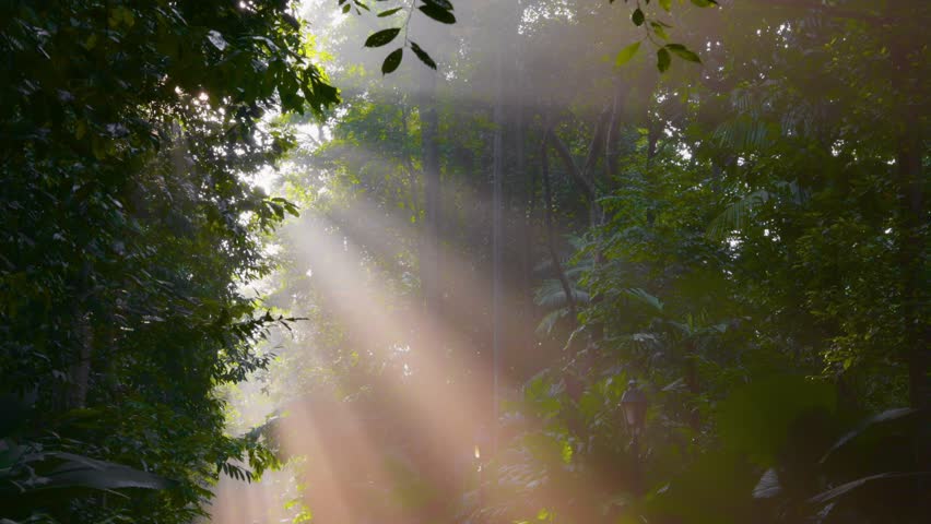Magical morning walk in summer city park. Sunny and foggy sunrise in green forest. Sun rays break through leaves
