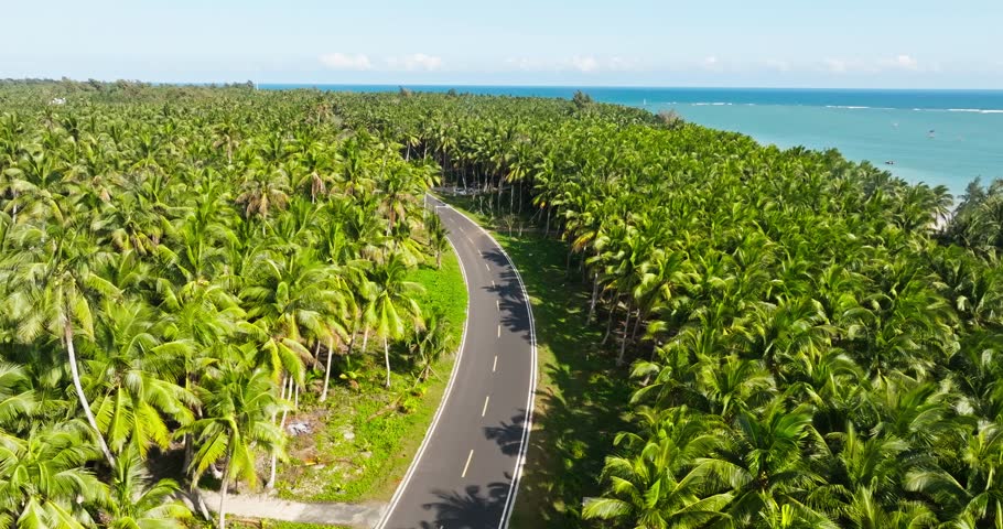 Aerial view of car driving on the road in the Vast coconut tree woods groves by the sea at Hainan China