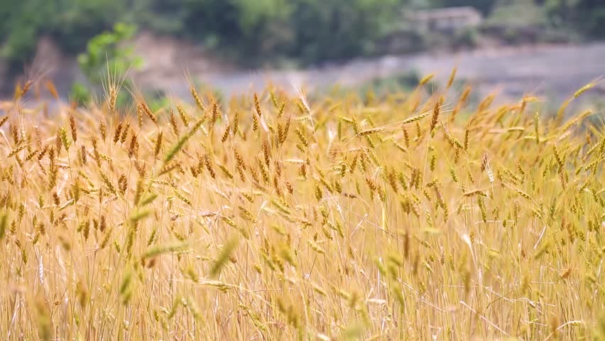 In the video, the wheat crop is ready for harvesting. The crop is bending sideways due to the wind. The video was recorded in the hill district of Chamoli in Uttarakhand, India. Royalty-Free Stock Footage #3429152657