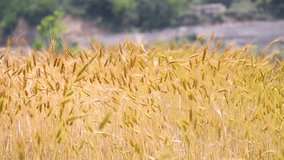 In the video, the wheat crop is ready for harvesting. The crop is bending sideways due to the wind. The video was recorded in the hill district of Chamoli in Uttarakhand, India.