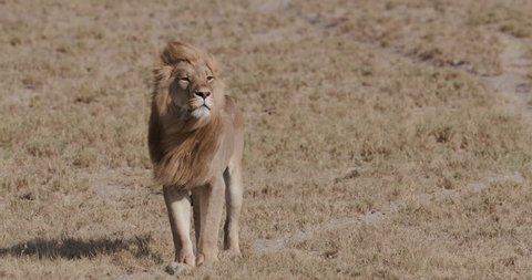 Magnificent male lion walking across the African grasslands. Wildlife Africa