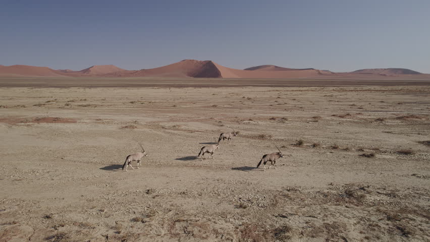 Oryx antelope walking in the Namib desert